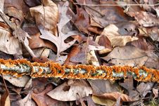Yellow Fungus Branch Royalty Free Stock Photos Yellow Fungus Branch Royalty Free Stock Photos