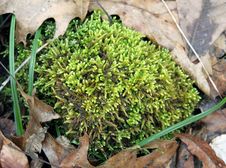 Green Moss Tuft Royalty Free Stock Photos Green Moss Tuft Royalty Free Stock Photos