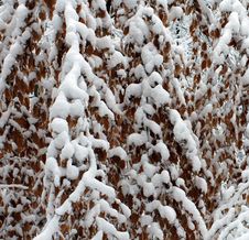 Snow Covered Curtain Of Tree Branches And Leaves Stock Image Snow Covered Curtain Of Tree Branches And Leaves Stock Image