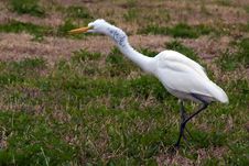 Great White Heron Attacking Stock Photo Great White Heron Attacking Stock Photo