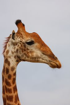Giraffe In Sabi Sand Reserve, Africa Stock Photos Giraffe In Sabi Sand Reserve, Africa Stock Photos