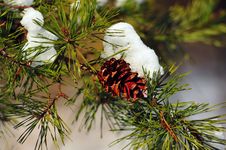 Winter Pine Cone Royalty Free Stock Photo Winter Pine Cone Royalty Free Stock Photo