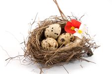 Bird S Nest Stock Photography Bird S Nest Stock Photography