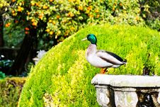 Duck Standing On A Fountain Stock Photos