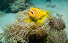 Clownfish Stock Images Clownfish Stock Images