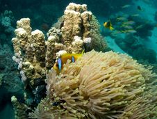 Clownfish Royalty Free Stock Image Clownfish Royalty Free Stock Image