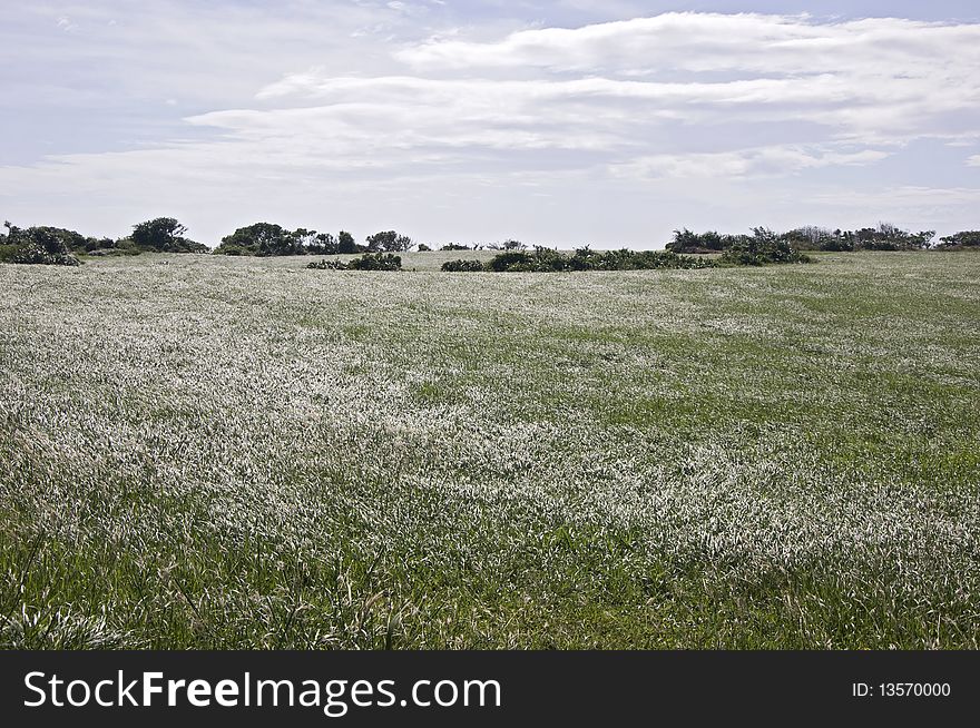 Grass plain in the Kenting national park, Taiwan. Grass plain in the Kenting national park, Taiwan