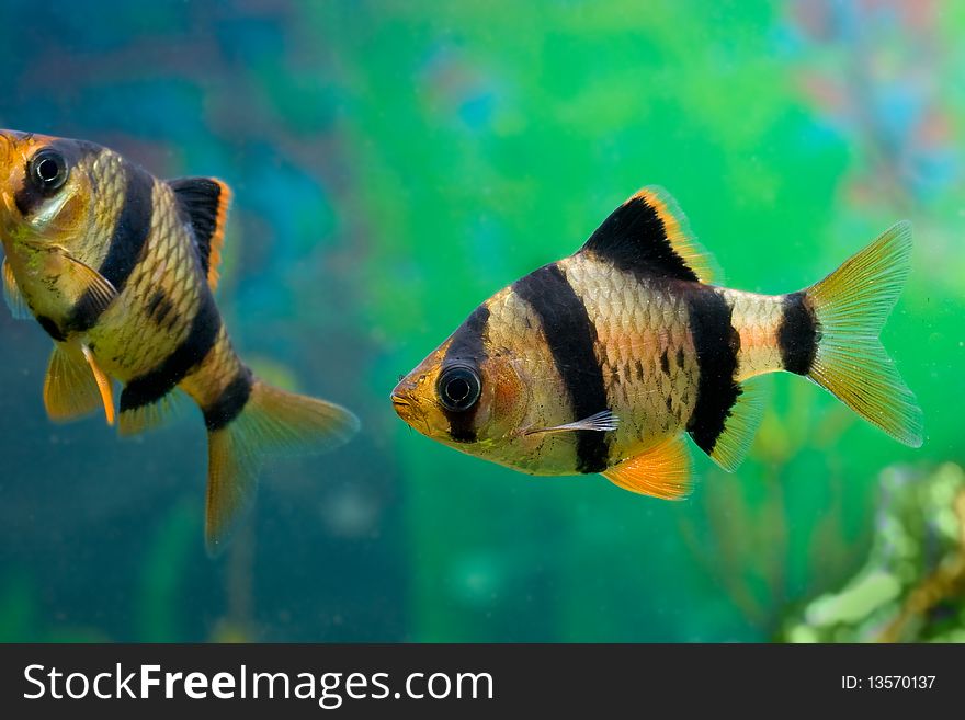 Colored beautiful aquarium fish underwater in group. Colored beautiful aquarium fish underwater in group