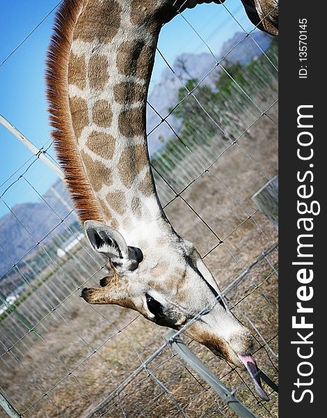 Giraffe leaning through fence, with long tongue stuck out