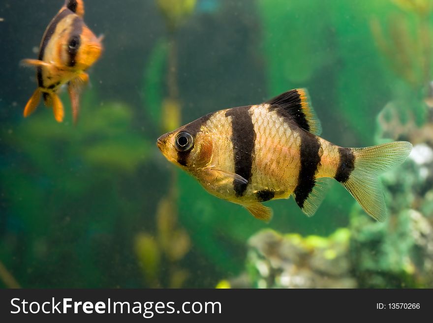 Colored beautiful aquarium fish underwater in group. Colored beautiful aquarium fish underwater in group