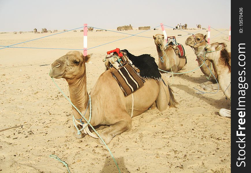 Camels of desert on rest