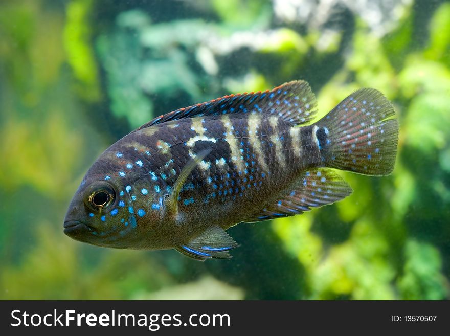 Black beautiful aquarium fish underwater. Black beautiful aquarium fish underwater