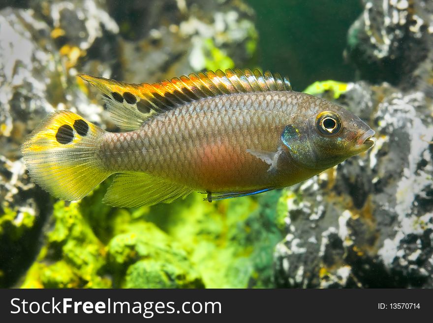 Aquarium Fish Pelvicachromis
