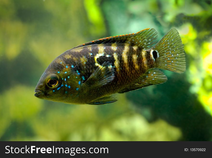 Black beautiful aquarium fish underwater. Black beautiful aquarium fish underwater