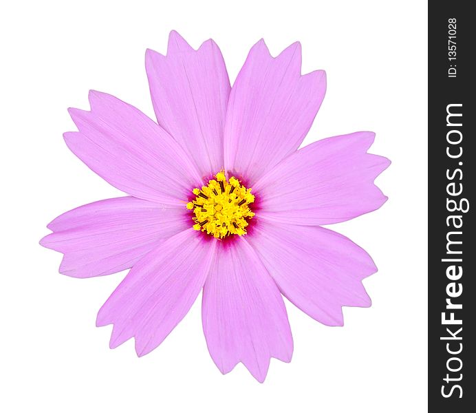 Isolated pink cosmos with white background. Isolated pink cosmos with white background