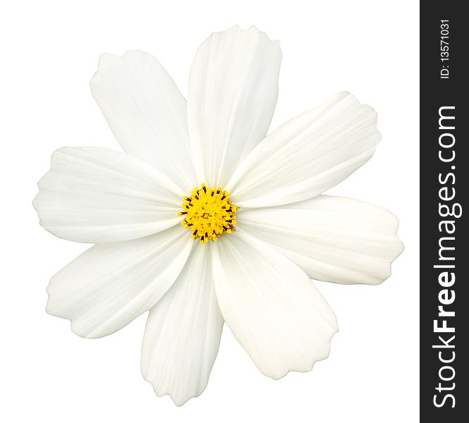 Isolated beautiful white petals and yellow pistil. Isolated beautiful white petals and yellow pistil