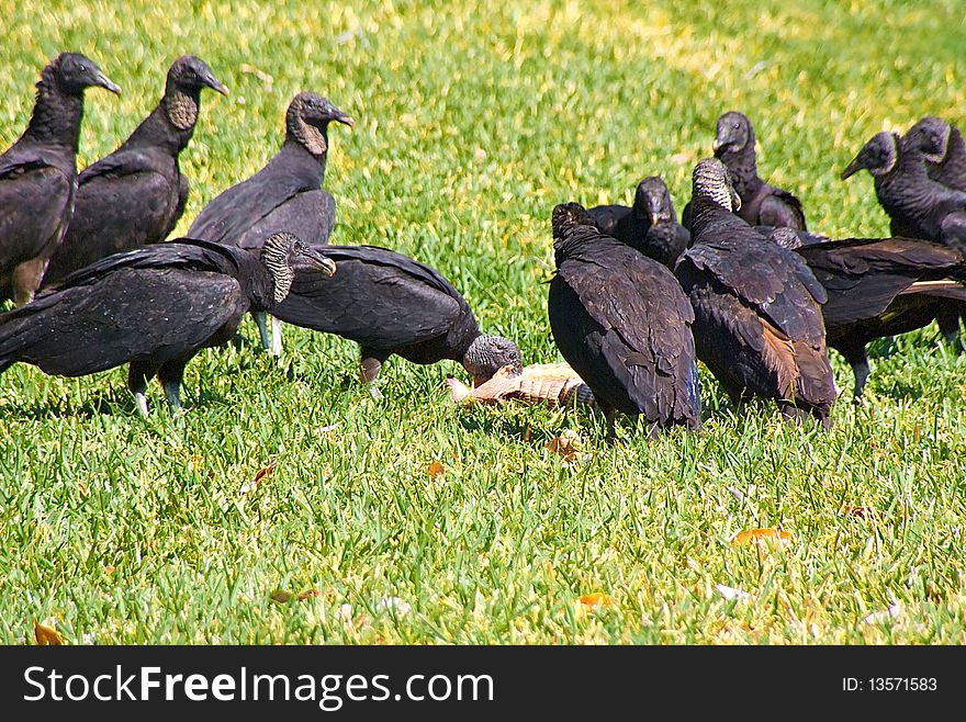 A flock of black vultures are gathered around the carcass of an armadillo, one feeds while the rest look on.