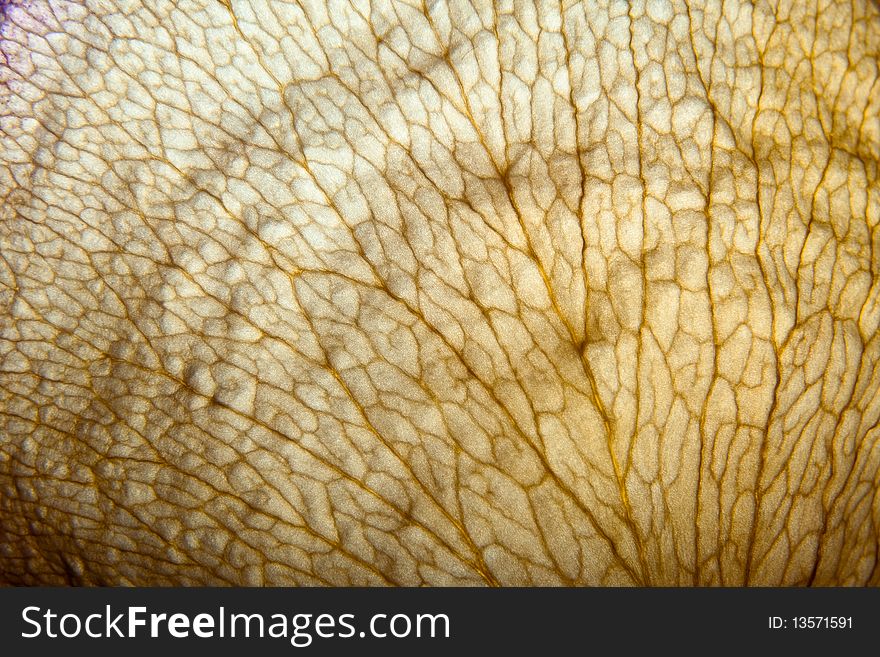 Close-up photo of a dry leaf lit from behind showing contrast net of veins. Focus in the center. Close-up photo of a dry leaf lit from behind showing contrast net of veins. Focus in the center.