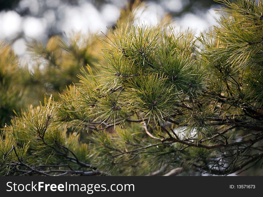 Pine tree background, nature photo