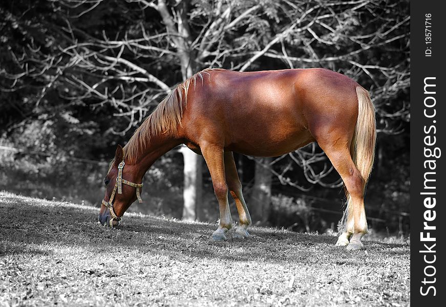 Mare on pasture with black and white background