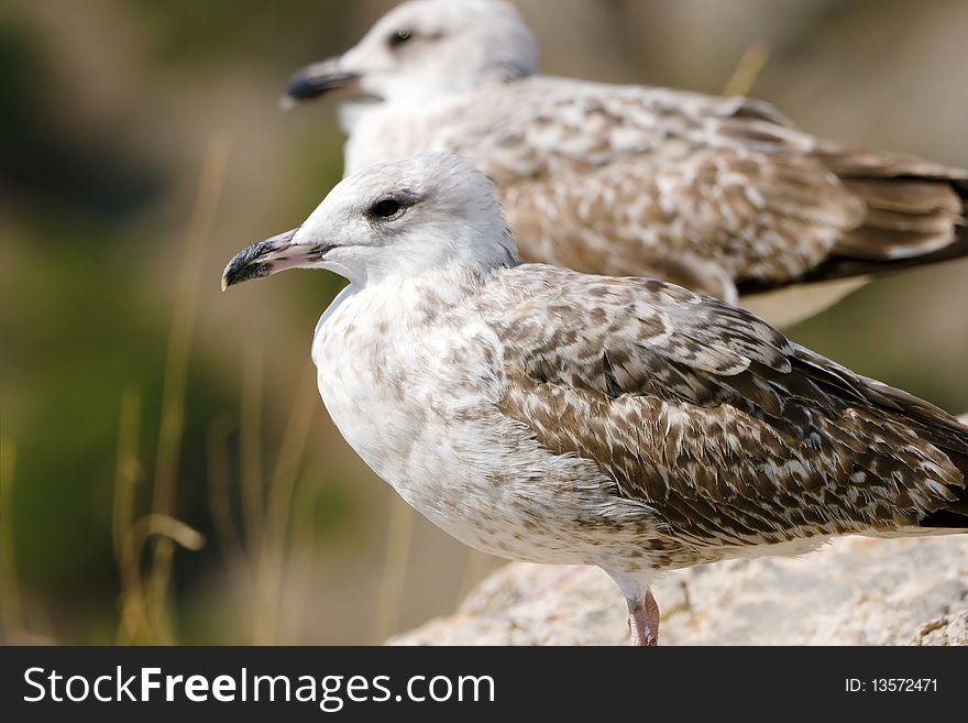 Seagull staying on stone over mountains background. Seagull staying on stone over mountains background