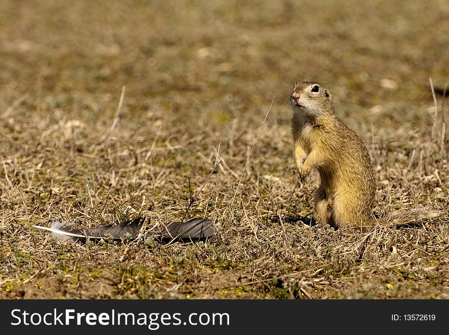 Souslik or European Ground Squirrel (Spermophilus citellus)