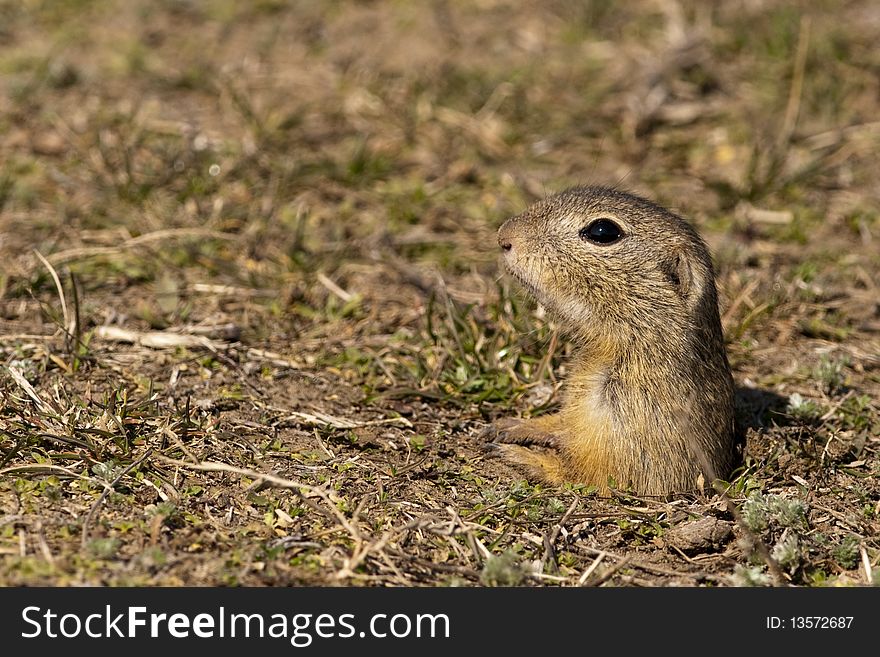 Souslik or European Ground Squirrel (Spermophilus citellus)