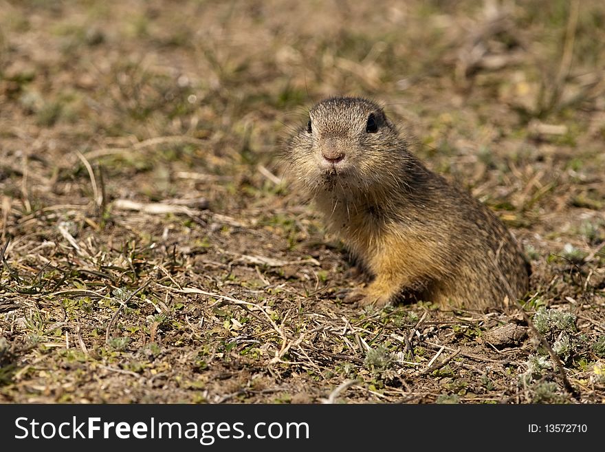 Souslik Or European Ground Squirrel