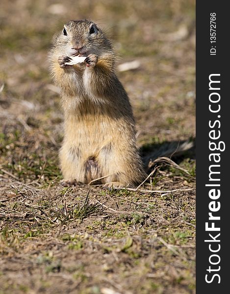 Souslik or European Ground Squirrel (Spermophilus citellus)