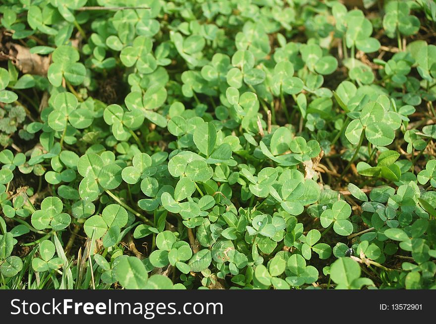 Green clover leafs background in springtime. Green clover leafs background in springtime