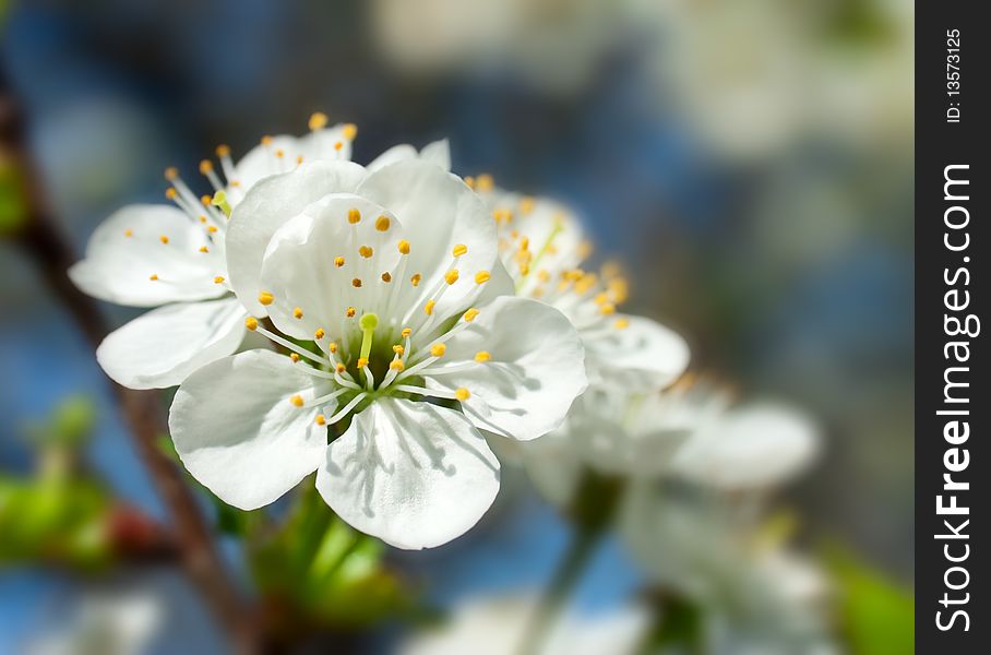 White cherry blossom and parts of blue sky