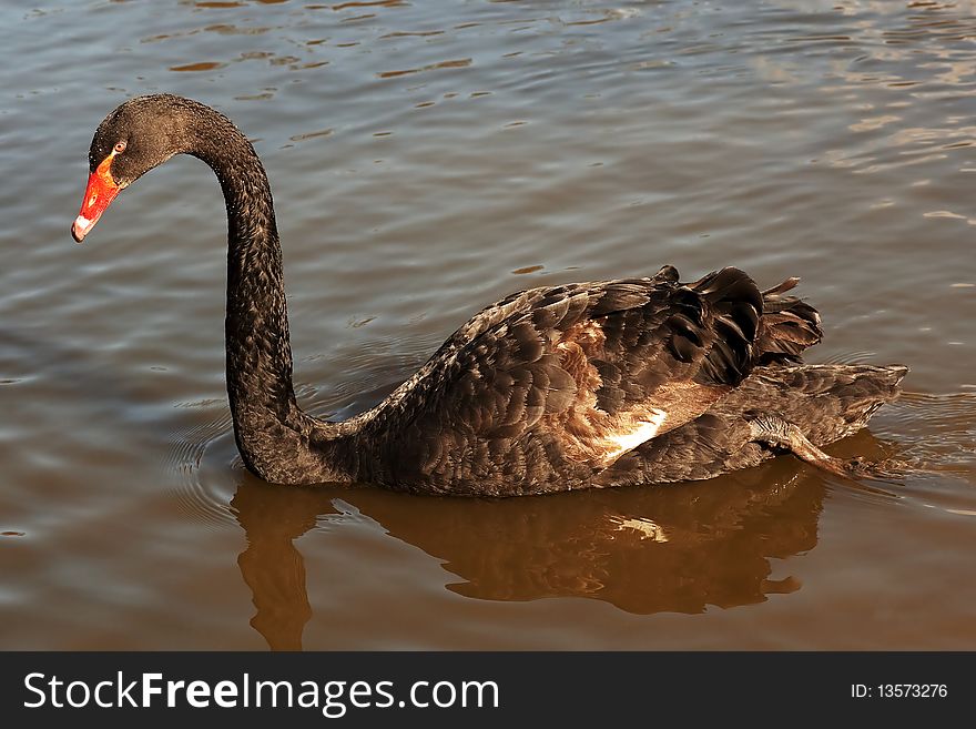 Black swan (Cygnus atratus) in a lake