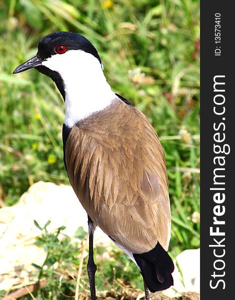 Portrait of a Spur-winged Lapwing. Portrait of a Spur-winged Lapwing.