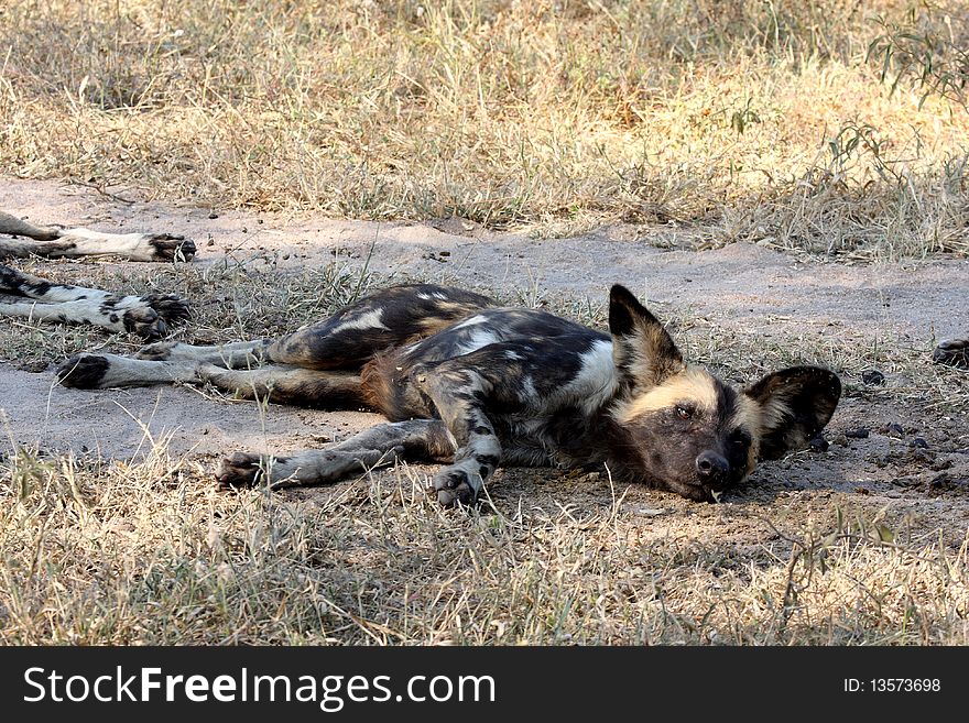 Wild dogs (painted) in Sabi Sand, South Africa. Wild dogs (painted) in Sabi Sand, South Africa