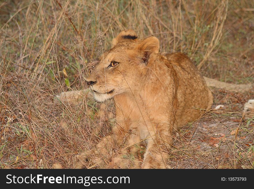 Lions In The Sabi Sand Game Reserve