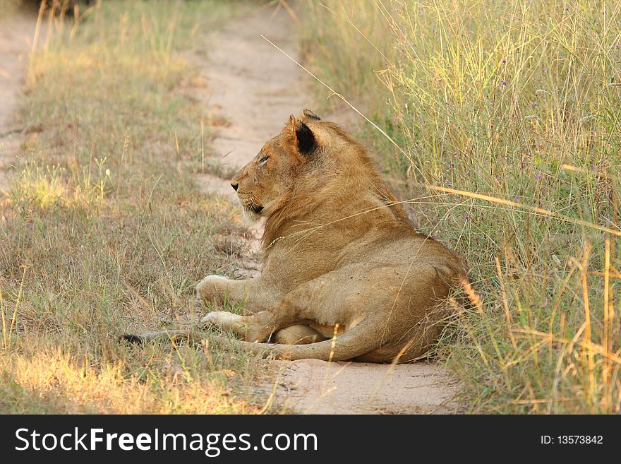 Lions in the Sabi Sand Game Reserve, South Africa