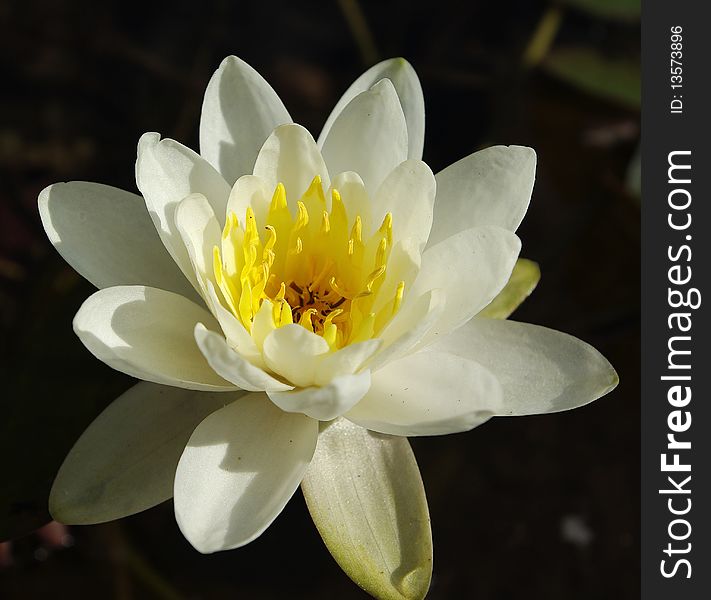 White waterlily on the water