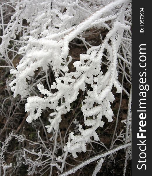 The grass is covered with white frost, winter, cold. The grass is covered with white frost, winter, cold