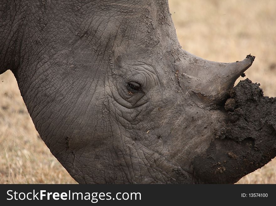 Rhino In Sabi Sand, South Africa