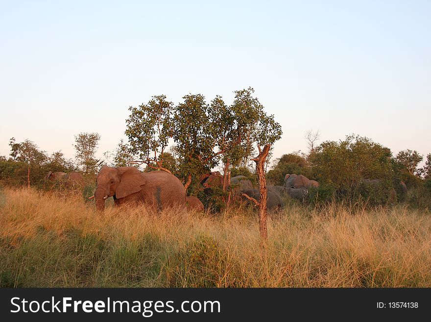Elephants in the Sabi Sands Private Game Reserve, South Africa