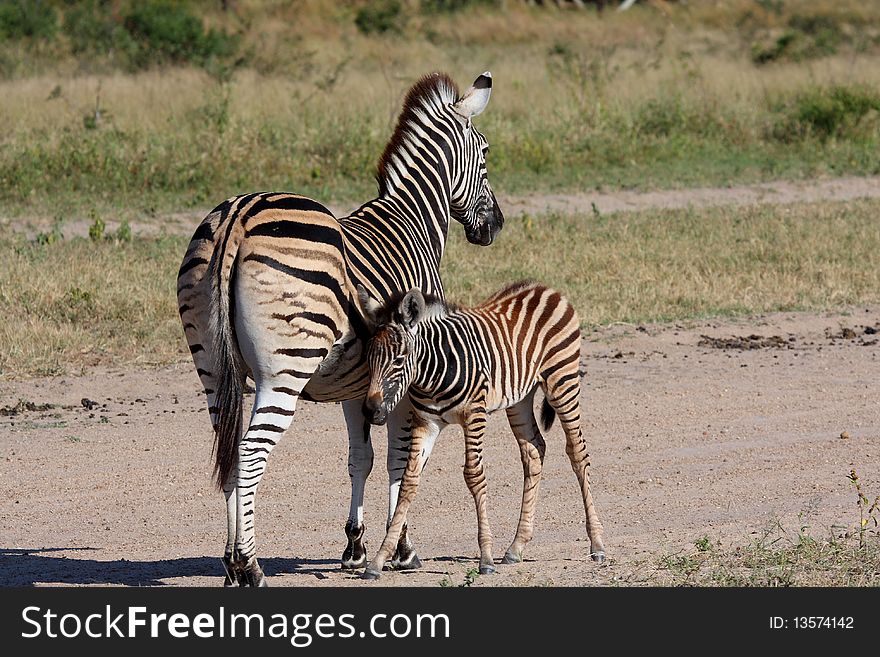 Zebra In Sabi Sand Reserve
