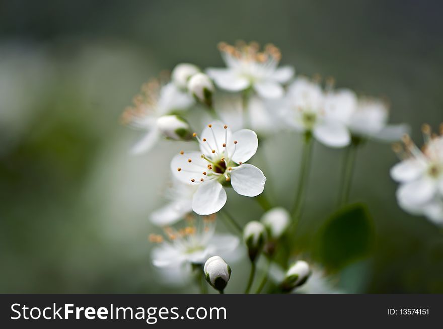 Cherry blossoms, shallow DOF, macro