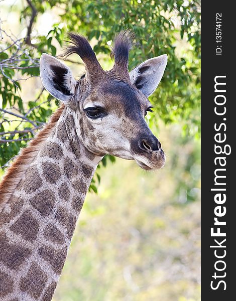 Portrait photograph of a young giraffe in the african bush