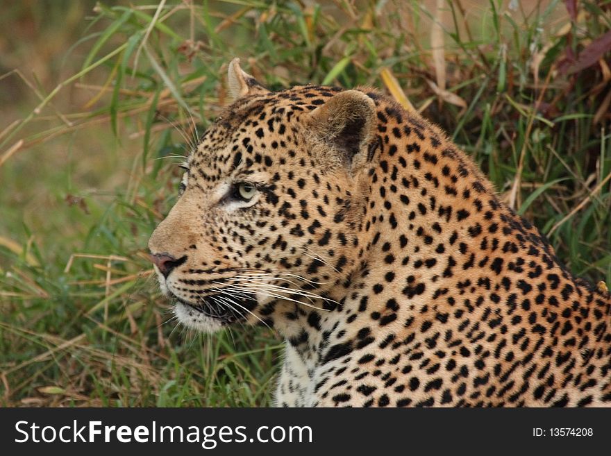 Leopard in Sabi Sand Private Reserve, South Africa