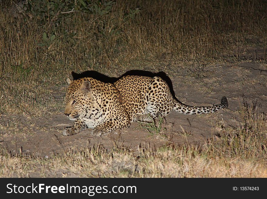 Leopard in Sabi Sand Private Reserve, South Africa