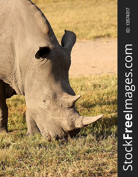 Rhino in Sabi Sand, South Africa