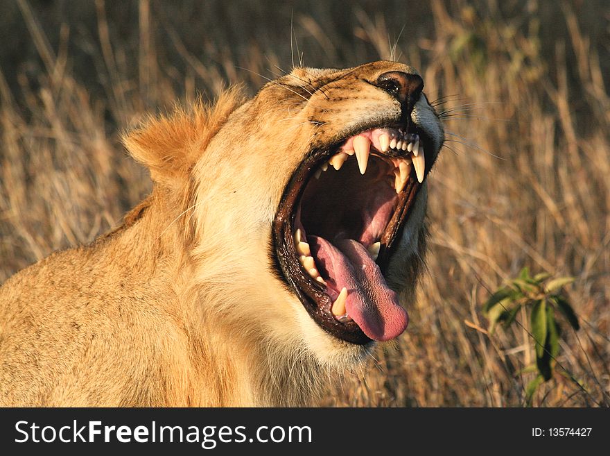 Female Lion Roaring In South Africa