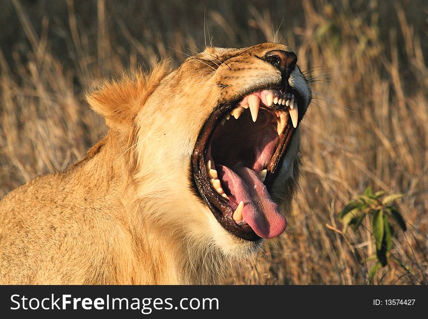 female lions roaring