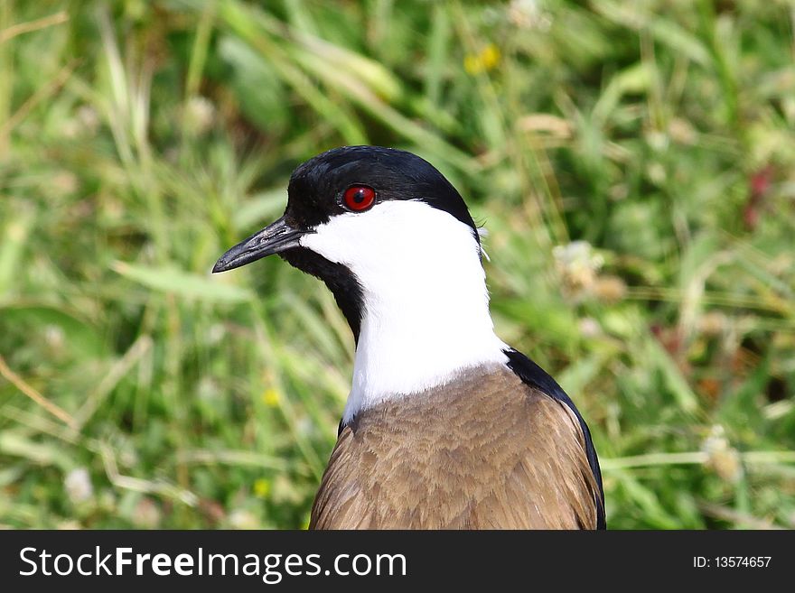 Portrait of a Spur-winged Lapwing. Portrait of a Spur-winged Lapwing.