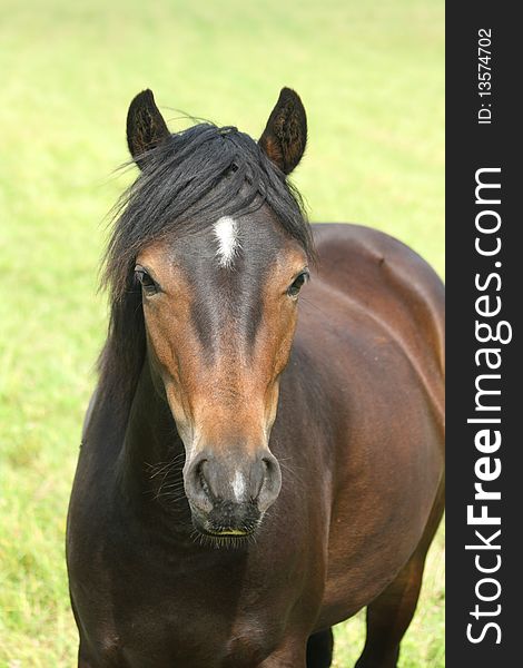 Beautiful brown horse on green lawn or meadow